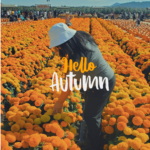 Woman picking marigolds in a marigold field